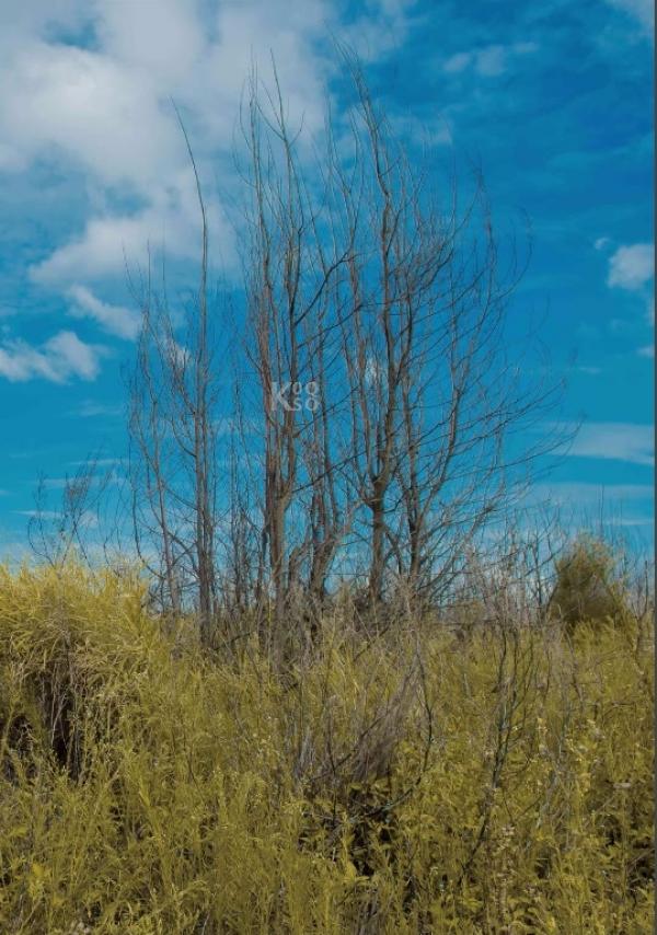 PHOTO-SET-Whoseman-9-明星教練男丁格爾-芬達